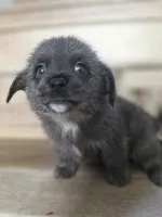 Young Thug, a male Pomeranian and Miniature Dachshund for sale in Los Angeles, CA – 3 of 6