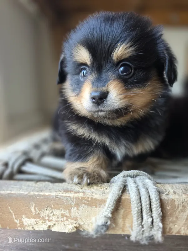 Rita – Pomeranian, Miniature Dachshund puppy for sale in Los Angeles, CA