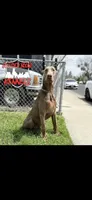 Pablo , a male Doberman Pinscher for sale in Los Angeles, CA – 8 of 8