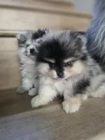 Belle, a female Pomeranian for sale in Los Angeles, CA – 2 of 10
