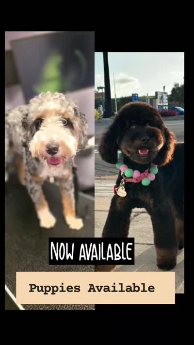 Ditta, a  Saint Berdoodle and Golden Mountain Doodle for sale in Los Angeles, CA – 10 of 10