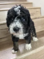 Ditta, a  Saint Berdoodle and Golden Mountain Doodle for sale in Los Angeles, CA – 1 of 10