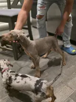 Lorraine , a female Doberman Pinscher for sale in Los Angeles, CA – 5 of 10