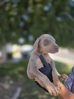 Lorraine , a female Doberman Pinscher for sale in Los Angeles, CA – 6 of 10
