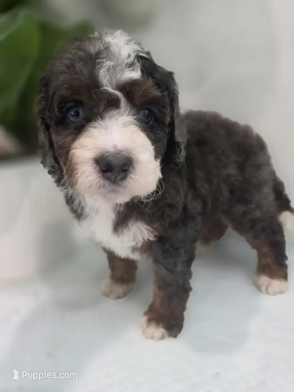 Lucy – Saint Berdoodle puppy for sale in Los Angeles, CA