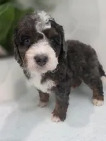Lucy, a  Saint Berdoodle for sale in Los Angeles, CA – 1 of 9