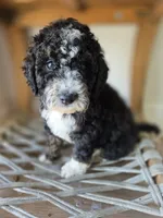 Ditta, a female Goldendoodle and Saint Berdoodle for sale in Los Angeles, CA – 8 of 10
