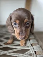 Savannah , a female Dachshund for sale in Los Angeles, CA – Photo 3 of 3