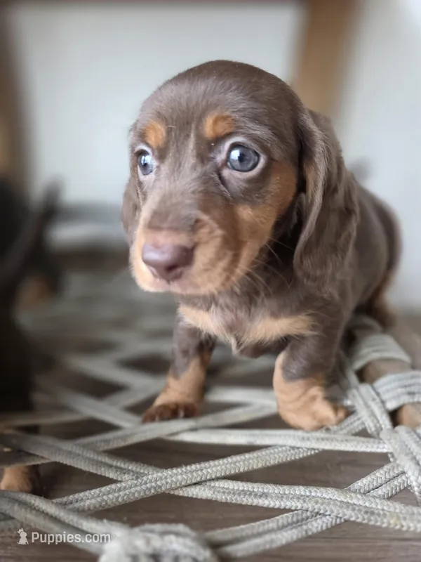 Savannah  – Dachshund puppy for sale in Los Angeles, CA