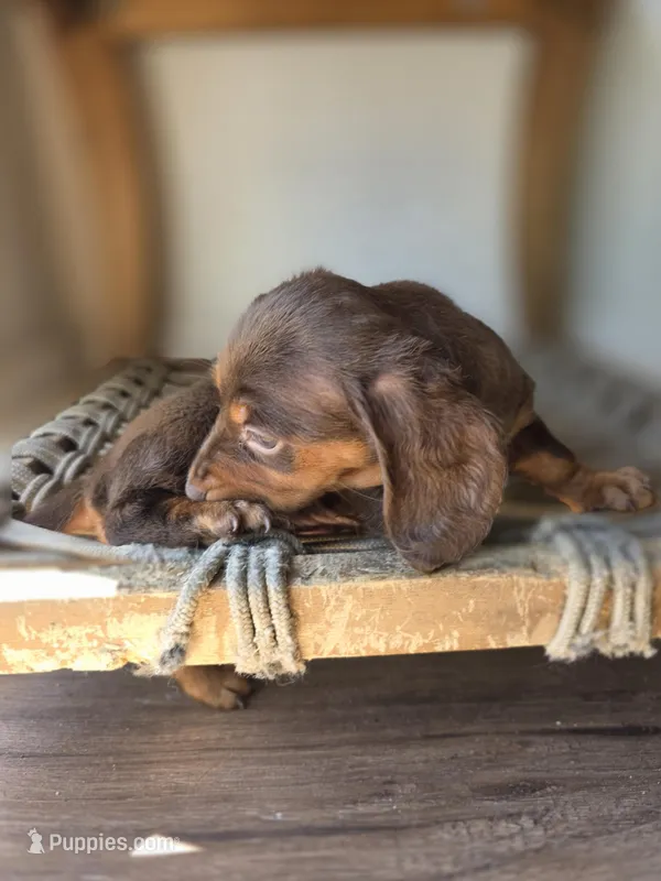 Savannah  – Dachshund puppy for sale in Los Angeles, CA
