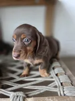 Savannah , a female Dachshund for sale in Los Angeles, CA – Photo 2 of 3