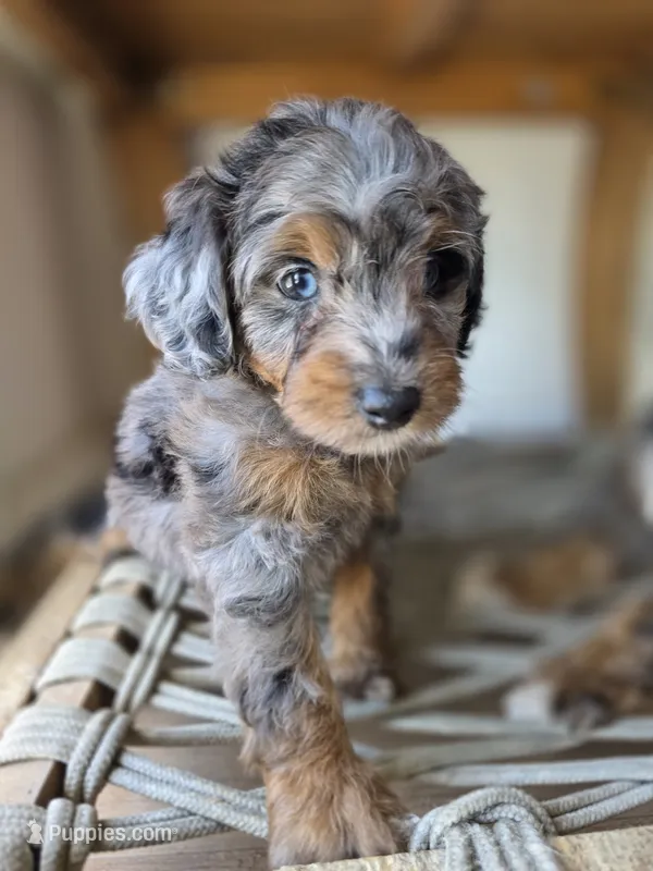 Cherry – Saint Berdoodle puppy for sale in Los Angeles, CA