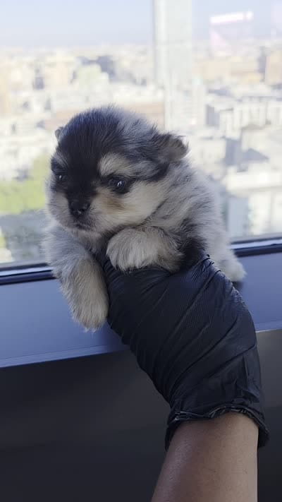 Lady Gaga, a  Pomeranian for sale in Los Angeles, CA – 6 of 8