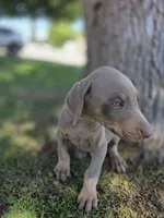 Pablo El Magico, a male Doberman Pinscher for sale in Los Angeles, CA – 8 of 9