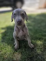 Lorraine , a female Doberman Pinscher for sale in Los Angeles, CA – 7 of 10