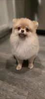 Jackie , a female Pomeranian for sale in Los Angeles, CA – 3 of 9