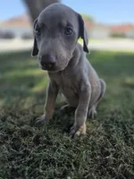 Pablo El Magico, a male Doberman Pinscher for sale in Los Angeles, CA – 6 of 9