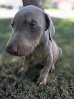 Pablo El Magico, a male Doberman Pinscher for sale in Los Angeles, CA – 4 of 9