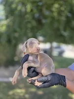 Juicey , a female Doberman Pinscher for sale in Los Angeles, CA – 7 of 7