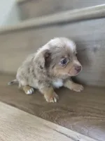Hamster , a male Pomeranian and Miniature Dachshund for sale in Los Angeles, CA – 4 of 5
