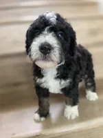 Ditta, a  Saint Berdoodle and Golden Mountain Doodle for sale in Los Angeles, CA – 7 of 10