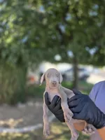 Lucy, a female Doberman Pinscher for sale in Los Angeles, CA – 3 of 10