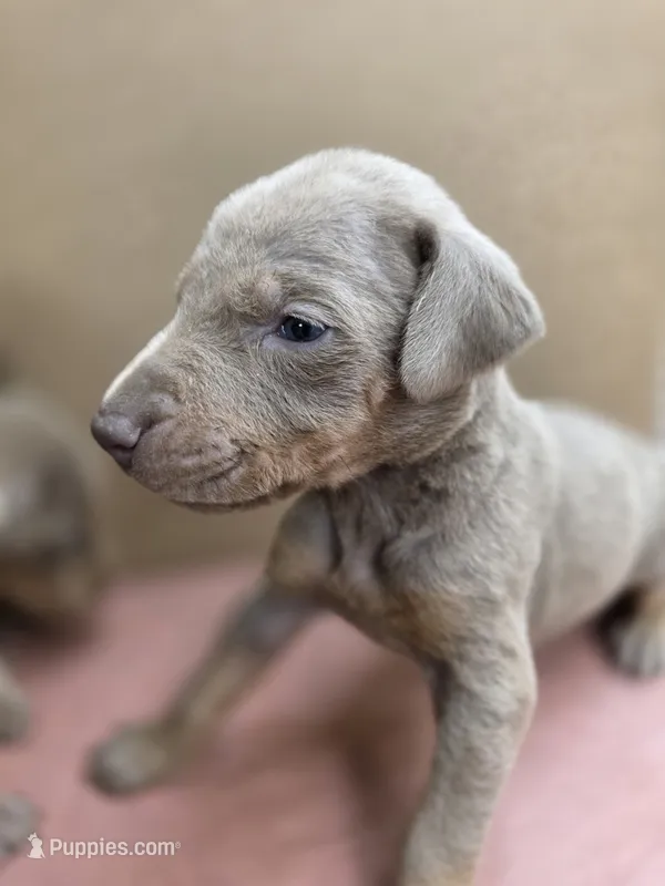 Sunset – Doberman Pinscher puppy for sale in Los Angeles, CA