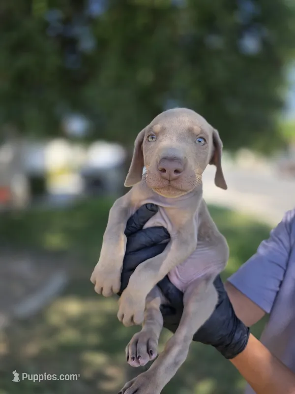 Pablo El Magico – Doberman Pinscher puppy for sale in Los Angeles, CA