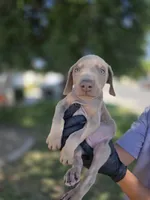 Pablo El Magico, a male Doberman Pinscher for sale in Los Angeles, CA – 1 of 9