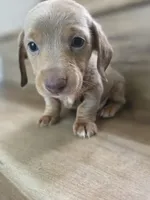 Migue, a  Miniature Dachshund for sale in Los Angeles, CA – 4 of 6