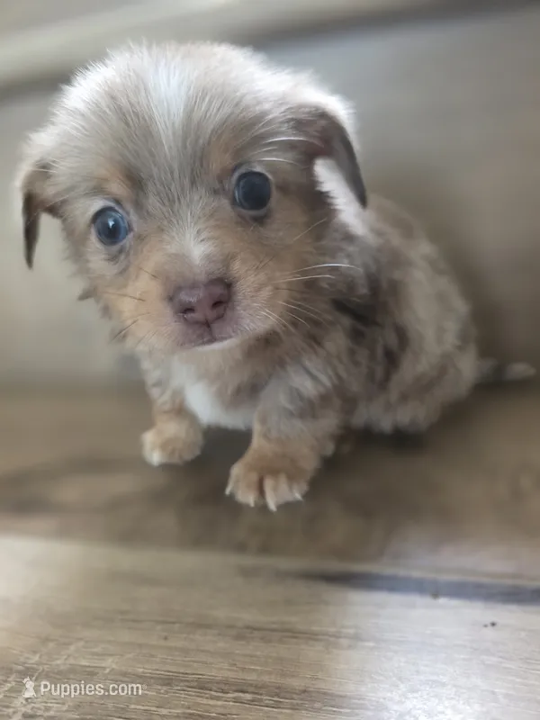 Hamster  – Pomeranian, Miniature Dachshund puppy for sale in Los Angeles, CA