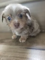 Hamster , a male Pomeranian and Miniature Dachshund for sale in Los Angeles, CA – 1 of 5