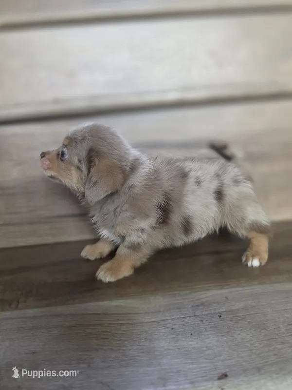 Hamster  – Pomeranian, Miniature Dachshund puppy for sale in Los Angeles, CA