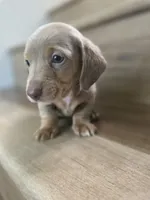 Migue, a  Miniature Dachshund for sale in Los Angeles, CA – 1 of 6