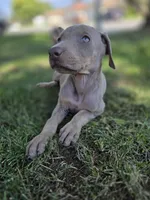 Lucy, a female Doberman Pinscher for sale in Los Angeles, CA – 9 of 10