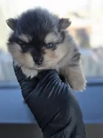Lady Gaga, a  Pomeranian for sale in Los Angeles, CA – 2 of 8