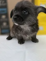 Bear, a male Pomeranian and Miniature Dachshund for sale in Los Angeles, CA – 4 of 7