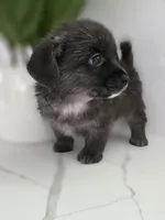 Bunni, a male Pomeranian and Miniature Dachshund for sale in Los Angeles, CA – 1 of 8