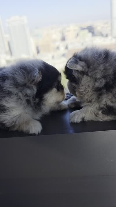 Lady Gaga, a  Pomeranian for sale in Los Angeles, CA – 8 of 8