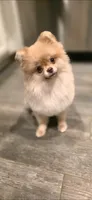 Jackie , a female Pomeranian for sale in Los Angeles, CA – 4 of 9