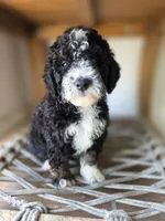 Ditta, a female Goldendoodle and Saint Berdoodle for sale in Los Angeles, CA – 2 of 10
