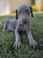 Pablo El Magico, a male Doberman Pinscher for sale in Los Angeles, CA – 7 of 9
