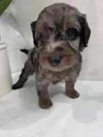 Cherry, a  Saint Berdoodle for sale in Los Angeles, CA – 2 of 8