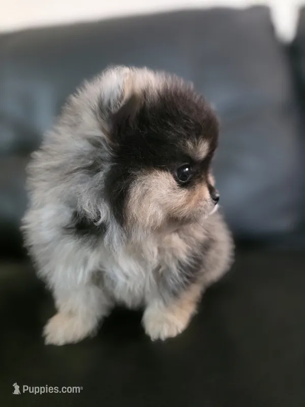 Belle – Pomeranian puppy for sale in Los Angeles, CA