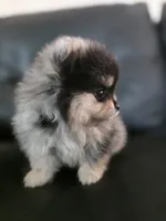 Belle, a female Pomeranian for sale in Los Angeles, CA – 1 of 10