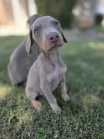 Juicey , a female Doberman Pinscher for sale in Los Angeles, CA – 3 of 7