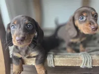 Taylor, a female Dachshund for sale in Los Angeles, CA – Photo 3 of 5