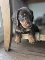 Taylor, a female Dachshund for sale in Los Angeles, CA – Photo 2 of 5