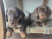 Taylor, a female Dachshund for sale in Los Angeles, CA – Photo 4 of 5