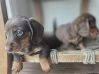 Taylor, a female Dachshund for sale in Los Angeles, CA – Photo 5 of 5